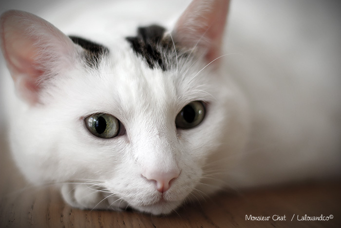 monsieur-chat-rennes-lalouandco