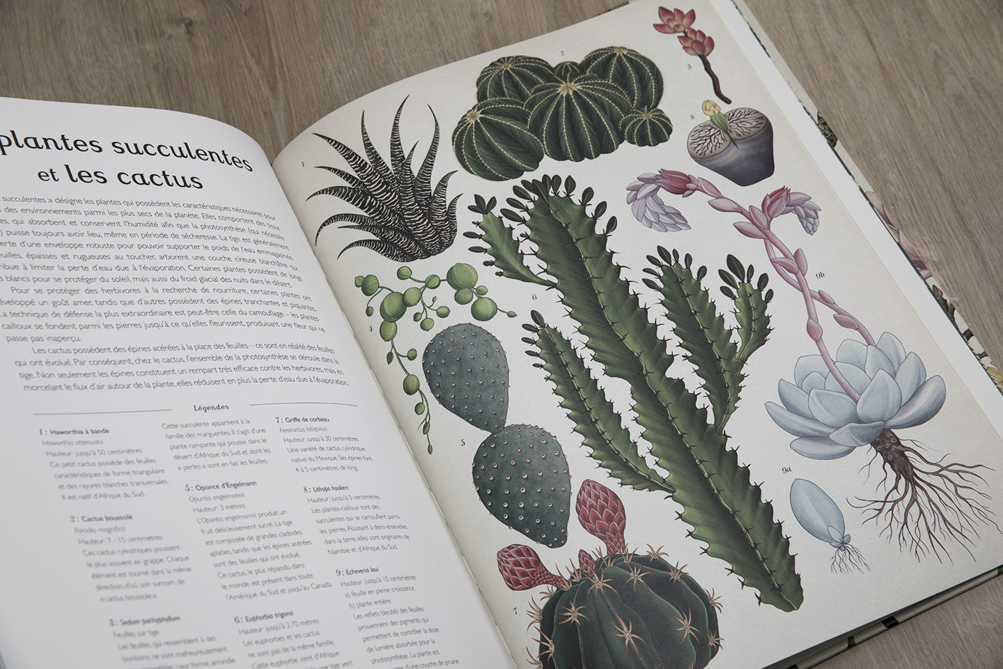 Botanicum, un livre pour les amoureux des plantes