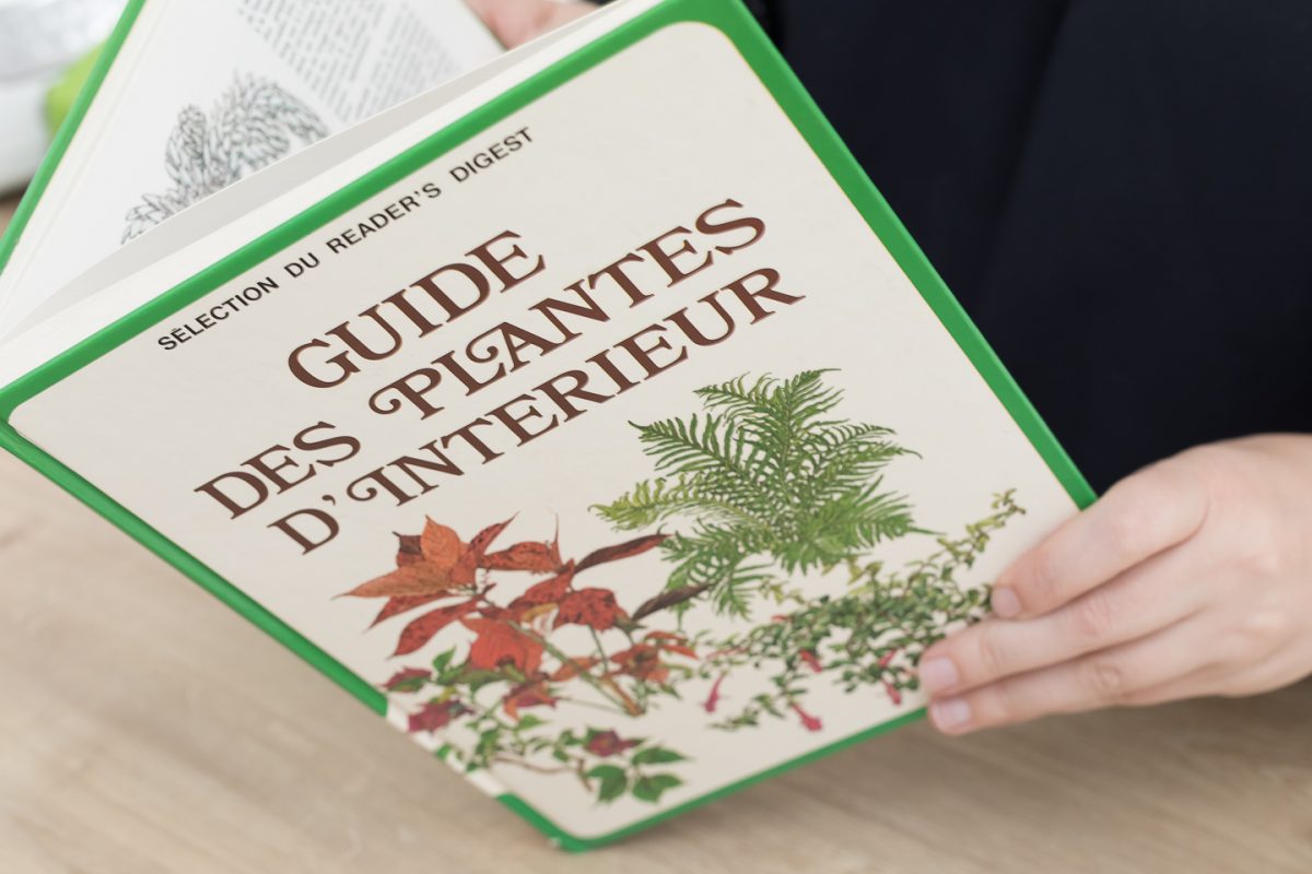 L’indispensable guide des plantes d’intérieur