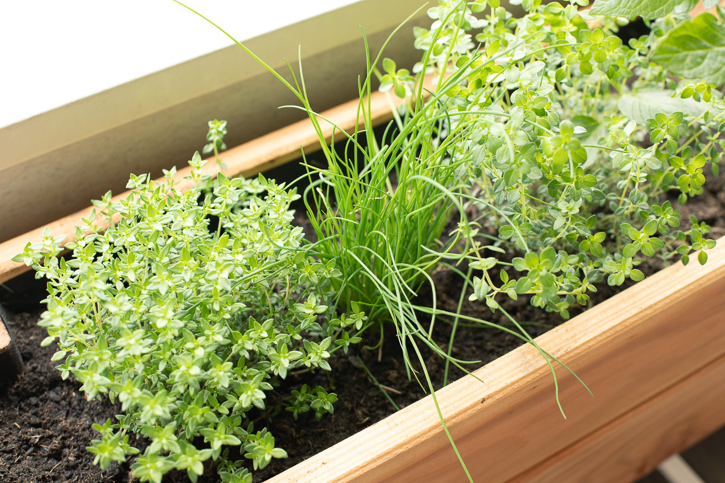 Comment créer un jardin d'aromatiques sur un balcon ?